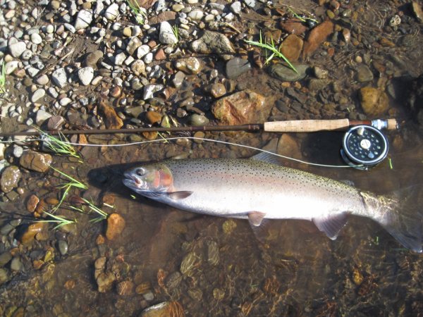 Wlater's Rock Creek OR trout and on the rollover image is Yellowstone trout