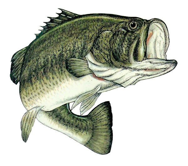 Large Mouth Bass